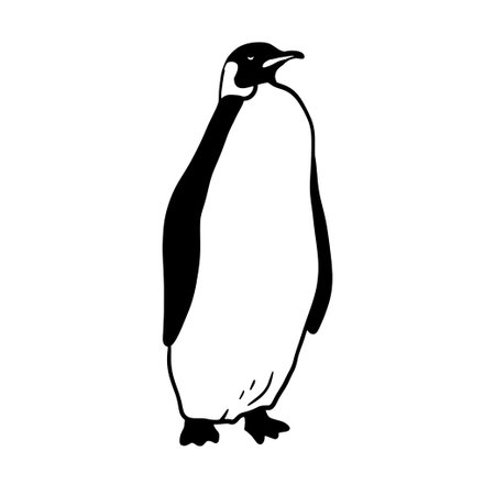 King Penguin. Monochrome vector illustration. Realistic animalのイラスト素材