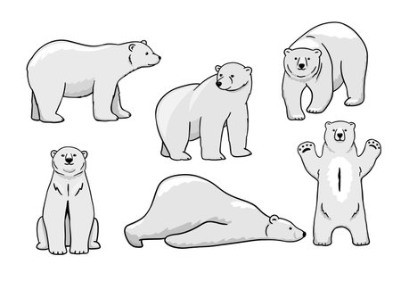White polar bear set. Funny polar bear is lying. Vector flat cartoon illustration isolated on white background. North animal.のイラスト素材