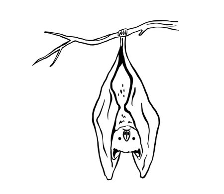 Line drawing of cute hanging bat. Nocturnal mammal animal mascot for halloween. outline vector illustrationのイラスト素材