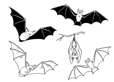 Drawing of cute flying and hanging bat. Nocturnal mammal animal mascot for halloween. Outline vector glyph illustrations setのイラスト素材