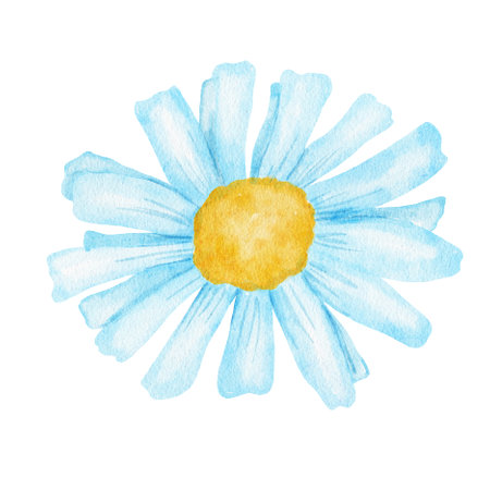 Daisy flower. Watercolor illustration isolated on white background.の写真素材