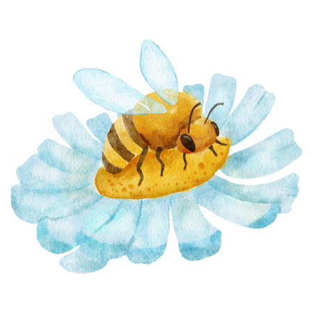 Honeybee on daisy flower. Watercolor illustration isolated on white background.の写真素材