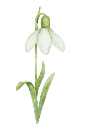 January birth month flower snowdrop watercolor illustration. Hand drawn floral drawing isolated on white.の写真素材