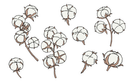 Hand drawn cotton branch set in flat style isolated on white.のイラスト素材