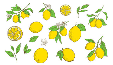 Hand drawn lemon branch and slice. Fruit in flat style, whole fresh citrus isolated on white backgroundのイラスト素材