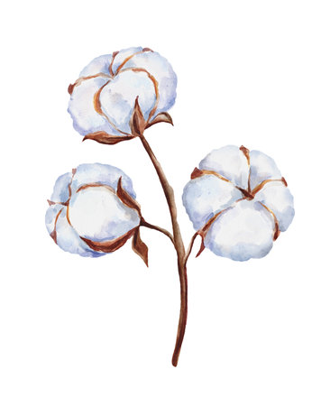 Hand drawn watercolor cotton plant isolated on white background. Cotton flower drawing.の写真素材