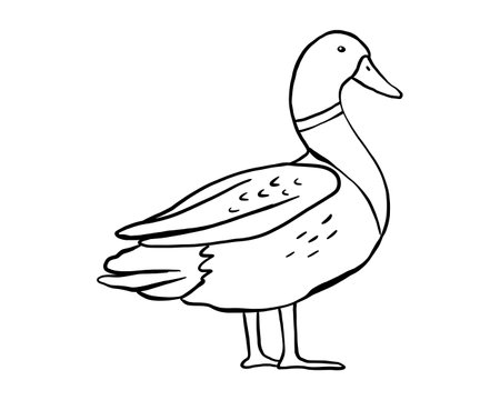 Outline standing duck. Vector line illustration pond bird isolated on white background. Duckling doodleのイラスト素材