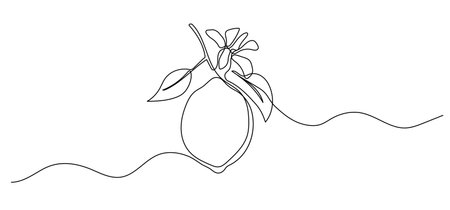 Lemon with flower one line illustration. Vector continuous outline isolated sketch of fruit, vector drawingのイラスト素材