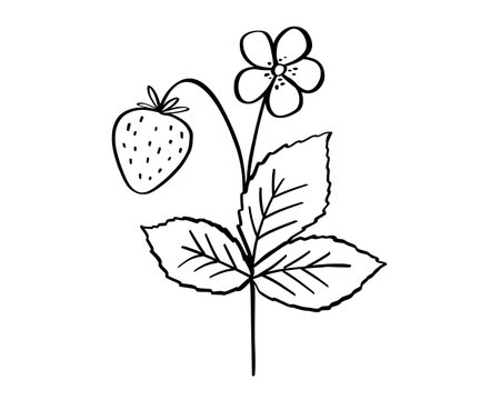 Strawberry twig doodle illustration, leaves, flower and berry outline sketch, hand drawn icon of summer plantのイラスト素材