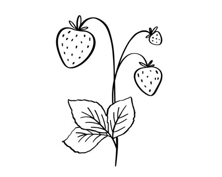 Strawberry with leaves doodle illustration, berry outline sketch, hand drawn icon of summer plant, foodのイラスト素材