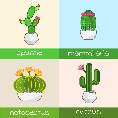 Cactus collection flat  vector set of notocactus opuntia  cereus  mammillaria in pot homeolantのイラスト素材
