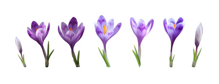 photorealistic vector crocus saffron flower set. early spring purpler bloom and green levaes isolated design templateのイラスト素材