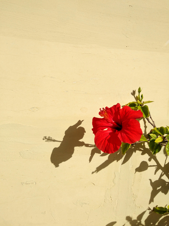 Bright red hibiscus flower in front of the pale yellow wall and with a sharp shadow silhouette in a bright sunlight. Background with a copy space.の写真素材