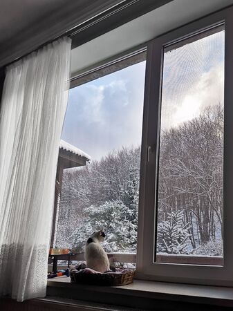 Winter cat on the windowの写真素材
