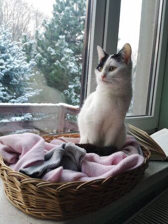 Winter cat on the windowの写真素材