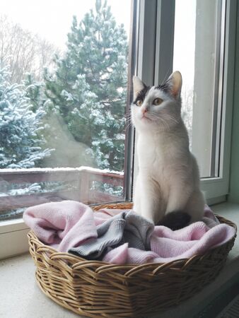 Winter cat on the windowの写真素材
