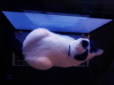 Cat laptop computer online shoppingの写真素材