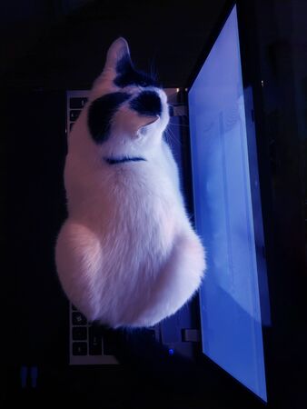 Cat watching on the laptocp computer at night. As a symbol of online shopping, internet security , watching mowie, passwork locking.の写真素材