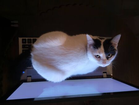 Cat laptop computer online shoppingの写真素材