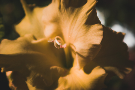 Close up of yellow flower, abstract blurred floral background.の写真素材