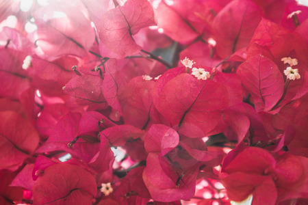 Closeup of Bougainvillea white flowers and pink leaves. Abstract floral background.