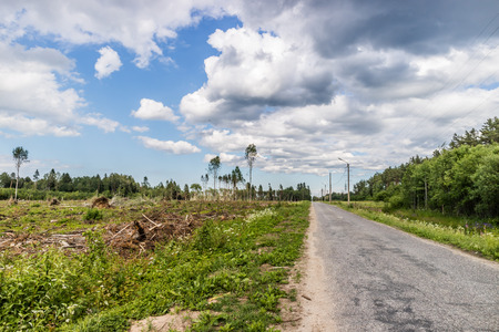 View to the field with cut down forest with some trees left.の写真素材