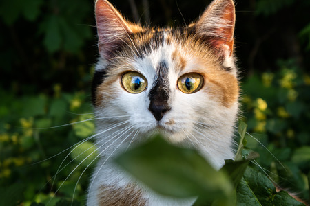 Adorable kitty with huge surprised eyes looking at green leafの写真素材