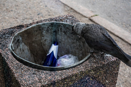 A jackdaw bird sitting on a trash binの写真素材