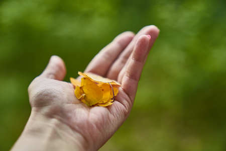 Hand of a woman holding a handful of yellow autumn tree leaves.の写真素材