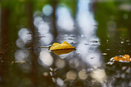 Yellow tree leaf floating in puddle after rain. Nice reflections of light. Autumn is coming...