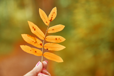 Woman fingers holding one yellow autumn tree leaf.の写真素材