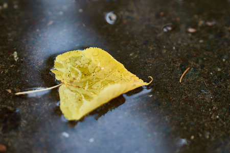 Yellow tree leaf floating in puddle after rain. Nice reflections of light. Autumn is coming...