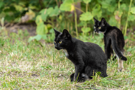 Sinlge street kitten playing in grass, looking to the side, huntingの写真素材