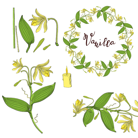 Wreath and seamless brush from vanilla orchid, floral round decoration borderのイラスト素材