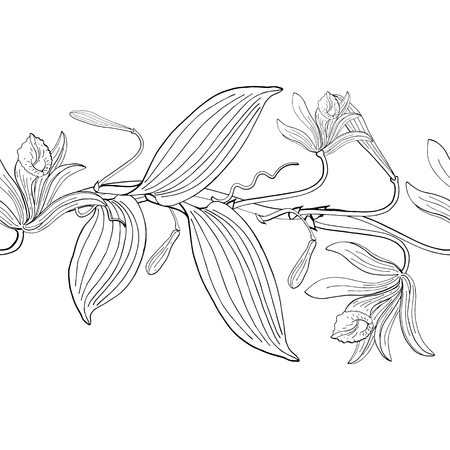 seamless brush from vanilla orchid flowers, floral design elementのイラスト素材