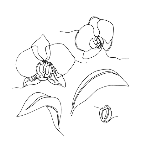 monochrome set of hand drawn orchid flowers and leaves, one single line drawing. isolated on white background. Stock vector illustration.のイラスト素材