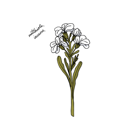 hand drawn stock Matthiola flower. floral design element isolated on white background. stock vector illustration.のイラスト素材