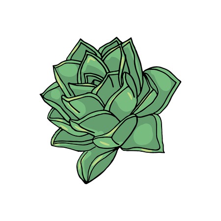hand drawn flower succulent. floral design element isolated on white background. stock vector illustration.のイラスト素材