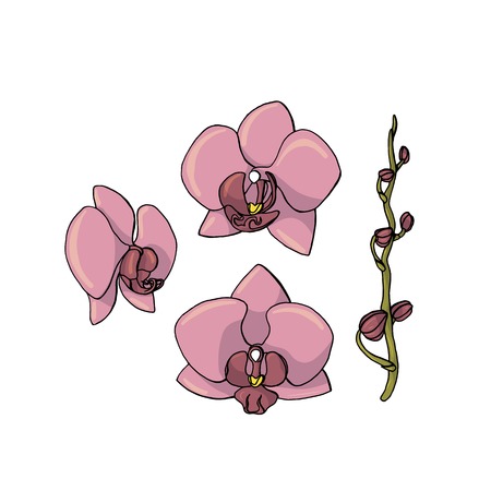 hand drawn orchid flower. floral design element isolated on white background. stock vector illustration.のイラスト素材