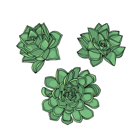 hand drawn flower succulent. floral design elementのイラスト素材
