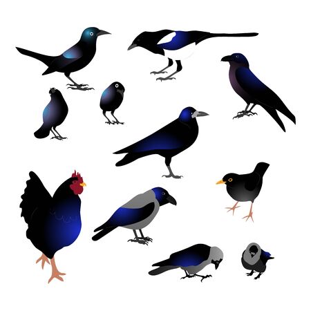 Set of different black birds with blue tint, raven, grackle, crow, rooster, magpie. Isolated on white background. Flat style vector illustration.のイラスト素材