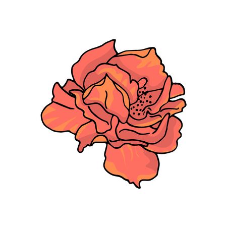 Hand drawn rose flower. Floral design element. Isolated on white background. Vector illustration.のイラスト素材