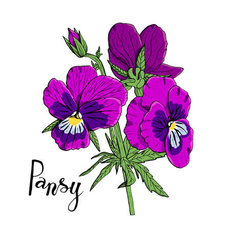 Hand drawn pansy flowers  clipart. Floral design element. Isolated on white background. Vector illustration.のイラスト素材