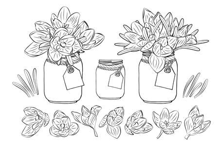 Hand drawn crocus flowers in mason jar clipart monochrome set. Floral design element. Isolated on white background. Vector illustration.のイラスト素材