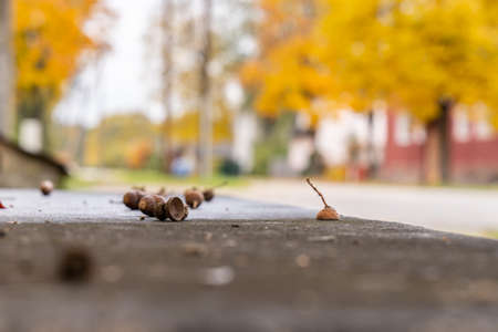 Closeup of acorns lying on asphalt, yellow autumn trees on the background.