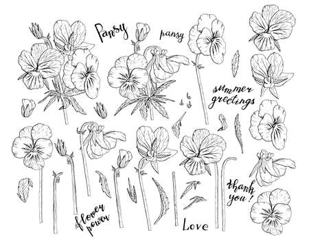 パンジービオラの写真 イラスト素材一覧 10 484件 ストックフォトのamanaimages Plus パンジービオラの写真 イラスト素材一覧 10 484件 ストックフォトのamanaimages Plus