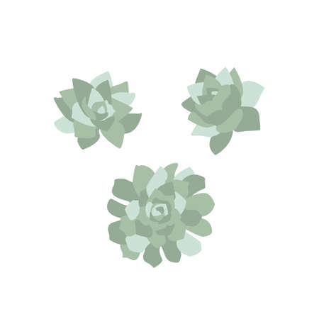 Elegant minimalistic hand drawn pastel succulent plants clipart set. Isolated on white background. Stock vector illustration.のイラスト素材
