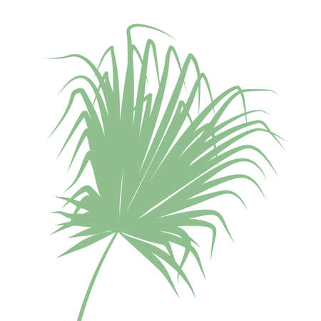 Boho green palm tree leaf. Isolated on white backgroundのイラスト素材