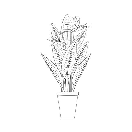 Line art black tropical potted house plant strelitzia isolated on white background.のイラスト素材