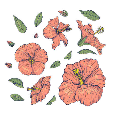 Line art pink vintage hibiscus flowers and leaves set with dark blue outline isolated on white background.のイラスト素材
